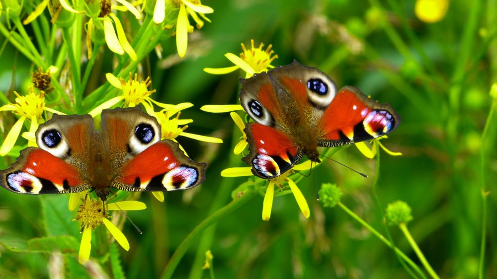 La métamorphose d'une Chrysalide en papillon multicolore