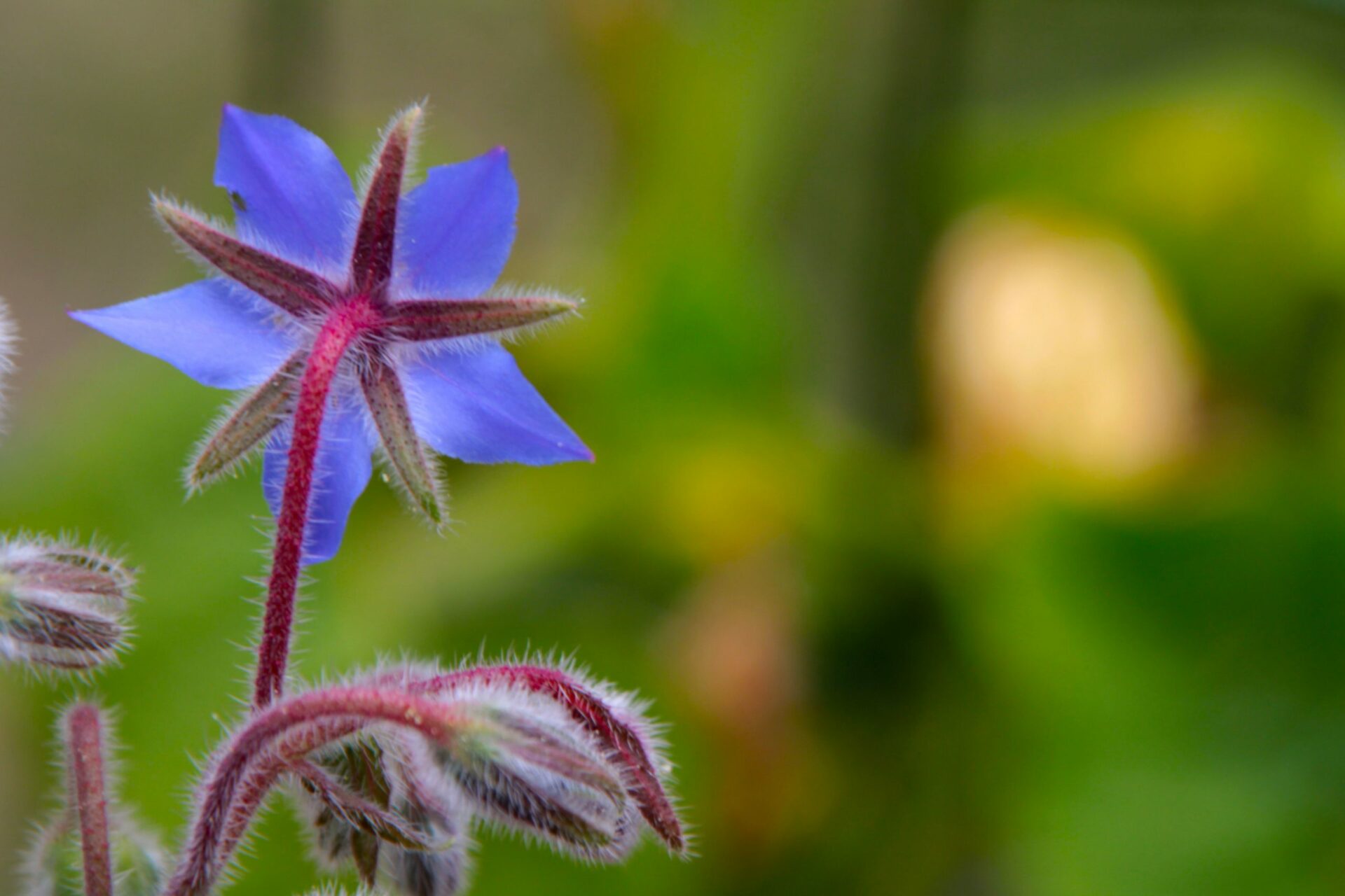 Balade l’Etoile bleue de nos Jardins